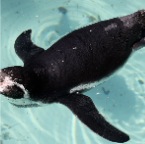 Brillenpinguin