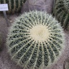 Kakteen