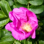 Heckenrose