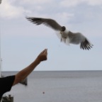 Flieg Moeve flieg