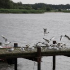 Seemoeven