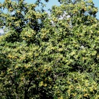 Kastanienbaum