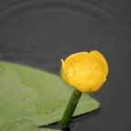 Seerose