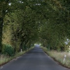 Kastanien Allee