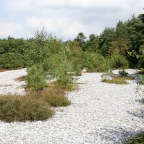 Feuersteinfelder