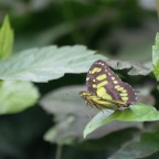 IMG_4737.JPG